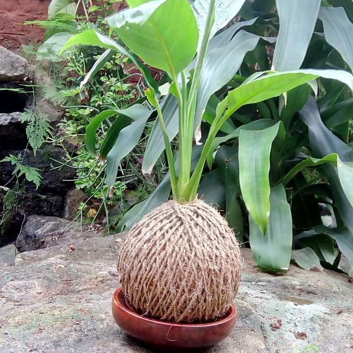 Kokedama Moss Ball Peace Lily Plant - myBageecha