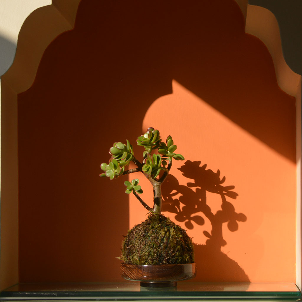 Kokedama Moss Ball Crassula Ovata Plant - myBageecha