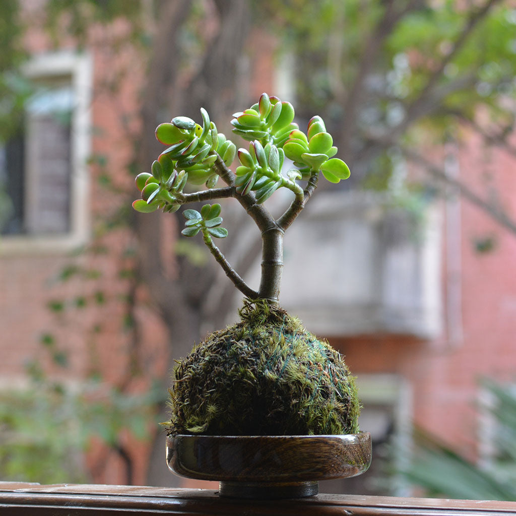 Kokedama Moss Ball Crassula Ovata Plant - myBageecha