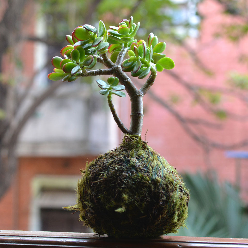 Kokedama Moss Ball Crassula Ovata Plant - myBageecha