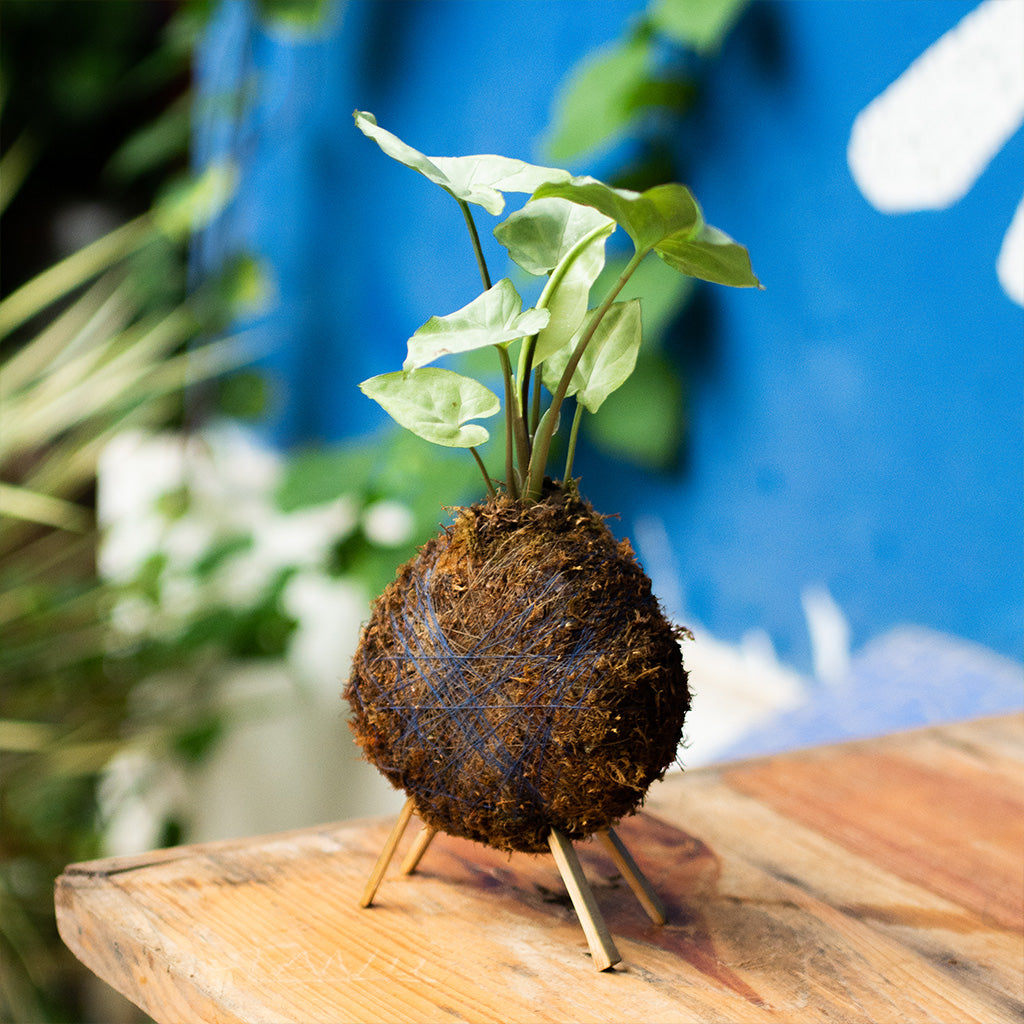 Kokedama Moss Ball Syngonium White Butterfly Plant - myBageecha