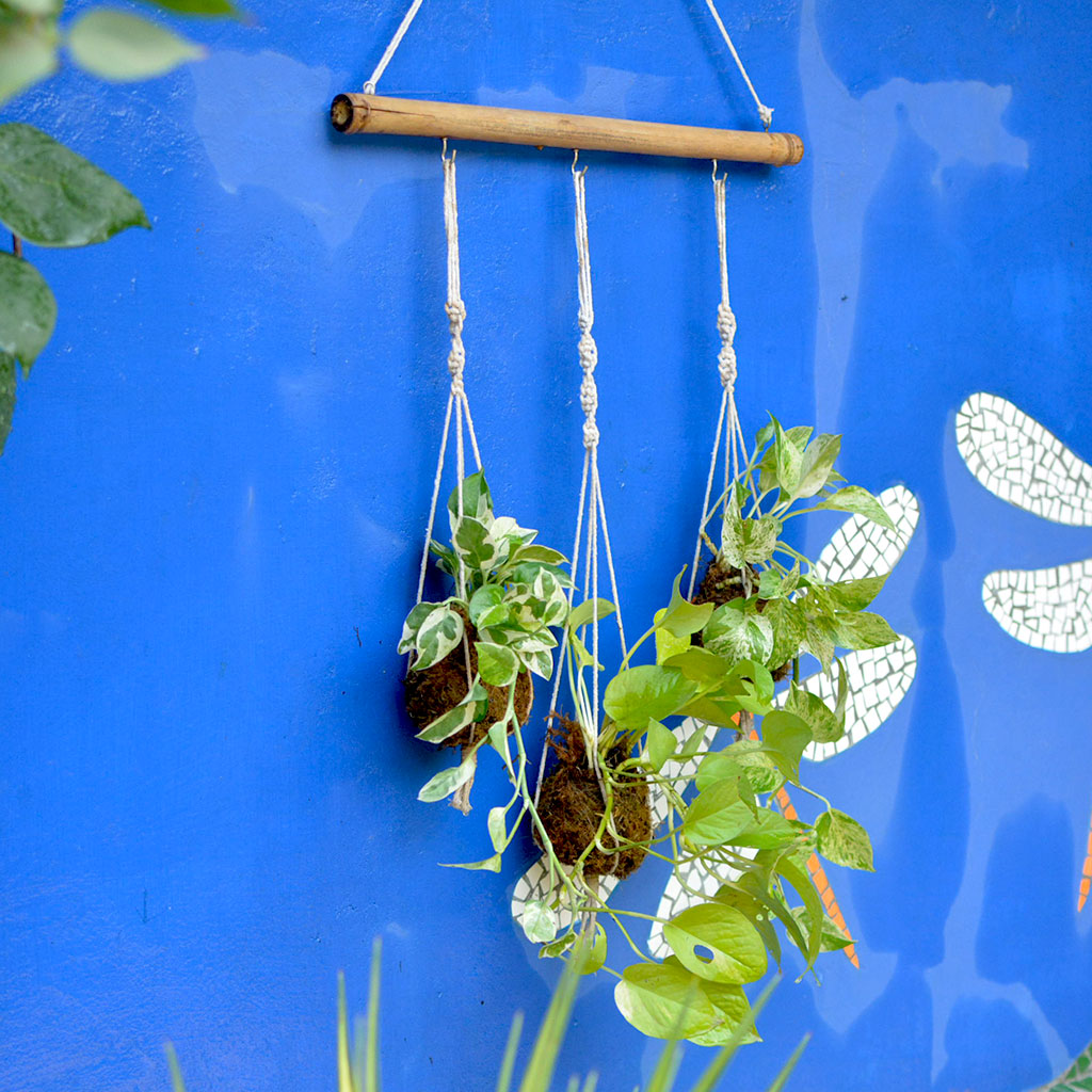 Set of 3 Hanging Kokedama Pothos Plants with Bamboo Stand - myBageecha