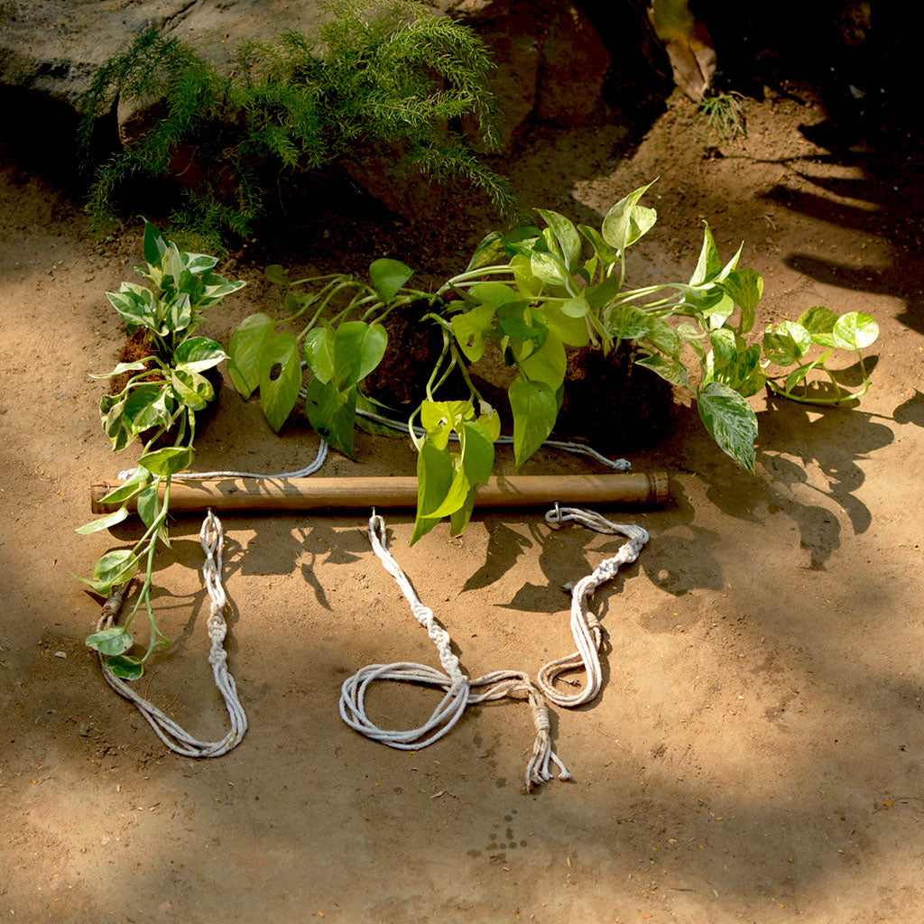 Set of 3 Hanging Kokedama Pothos Plants with Bamboo Stand - myBageecha