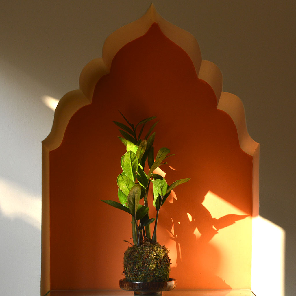 Kokedama Moss Ball Zamioculcas Zamiifolia Plant - myBageecha