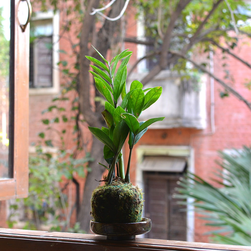 Kokedama Moss Ball Zamioculcas Zamiifolia Plant - myBageecha