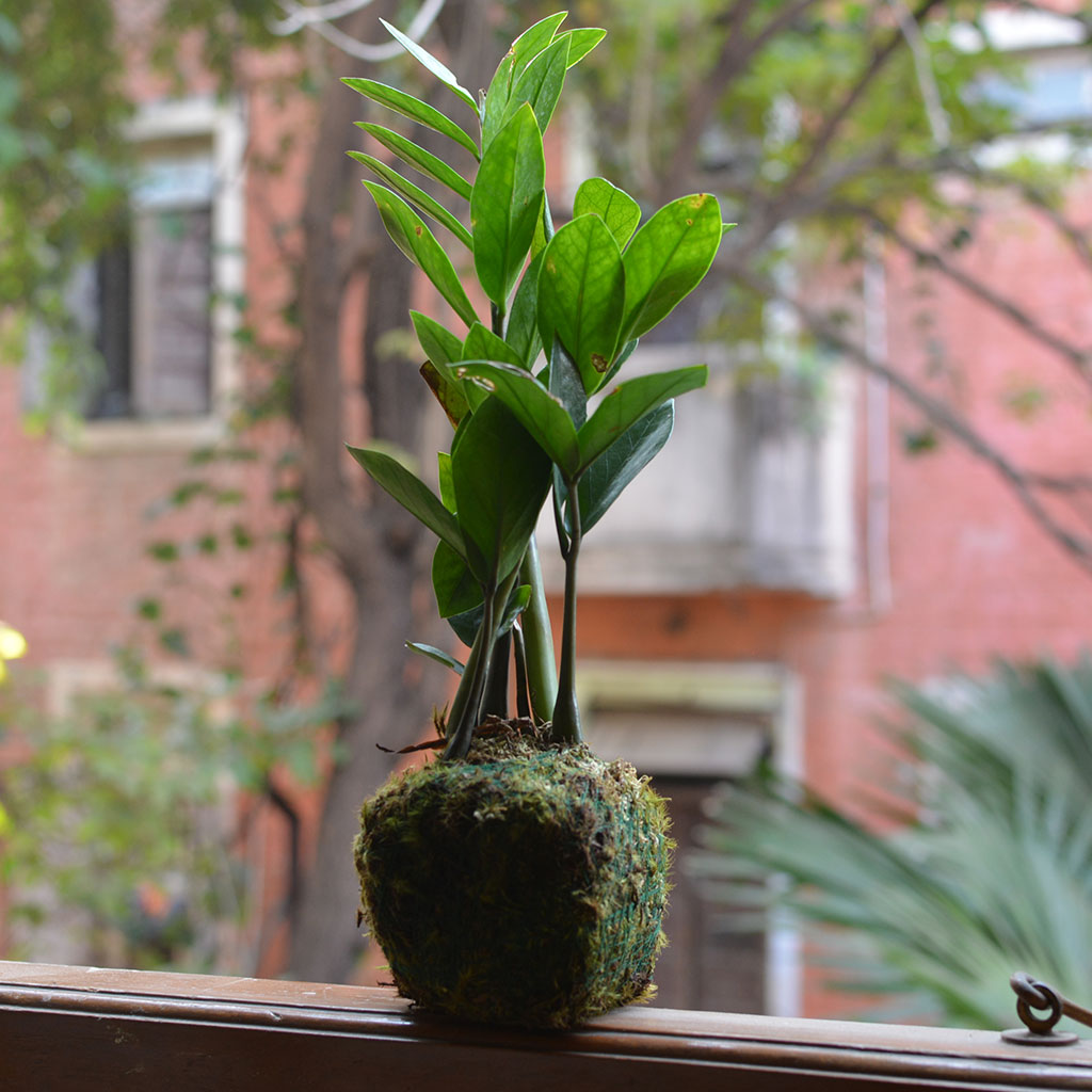 Kokedama Moss Ball Zamioculcas Zamiifolia Plant - myBageecha