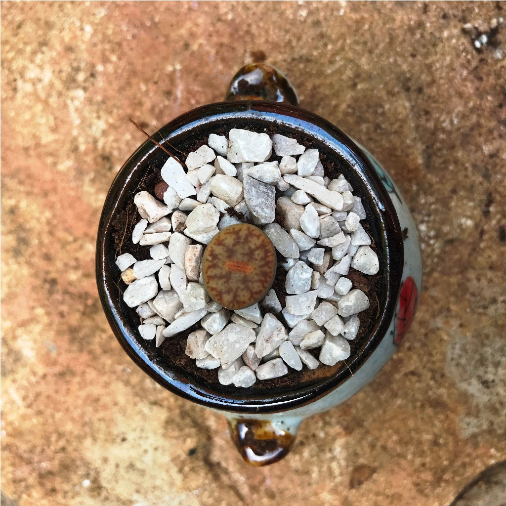 Lithop Pseudotruncatella ssp. Pseudotruncatella Living Stone Succulent Plant - myBageecha