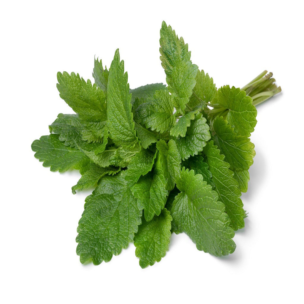 Lemon Balm perennial herb crop – myBageecha