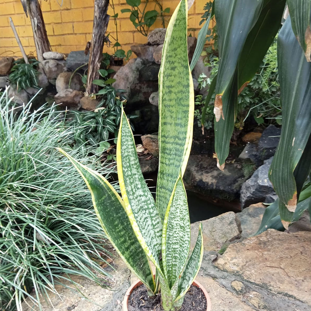 Sansevieria Trifasciata Laurentii Snake Plant - myBageecha