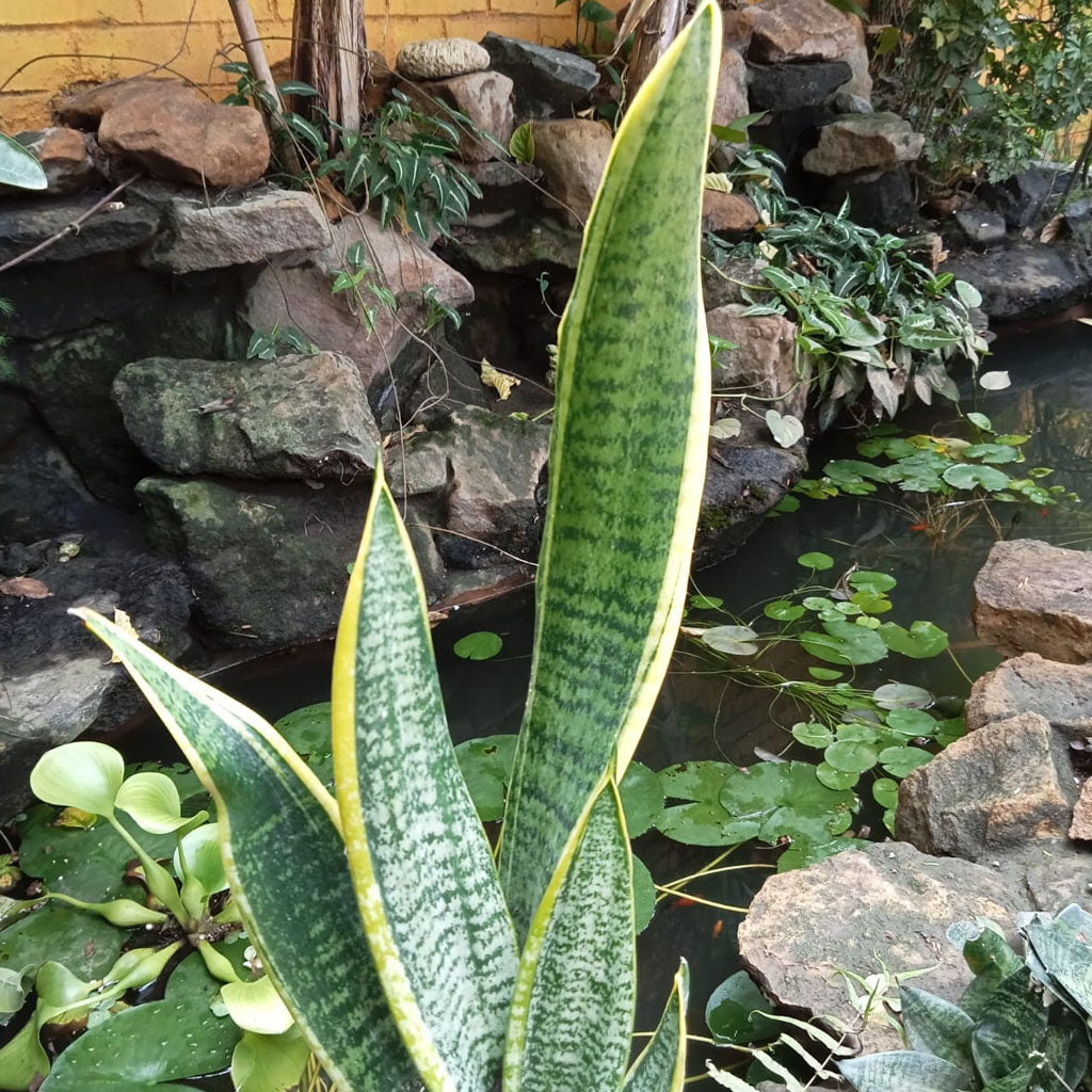 Sansevieria Trifasciata Laurentii Snake Plant - myBageecha