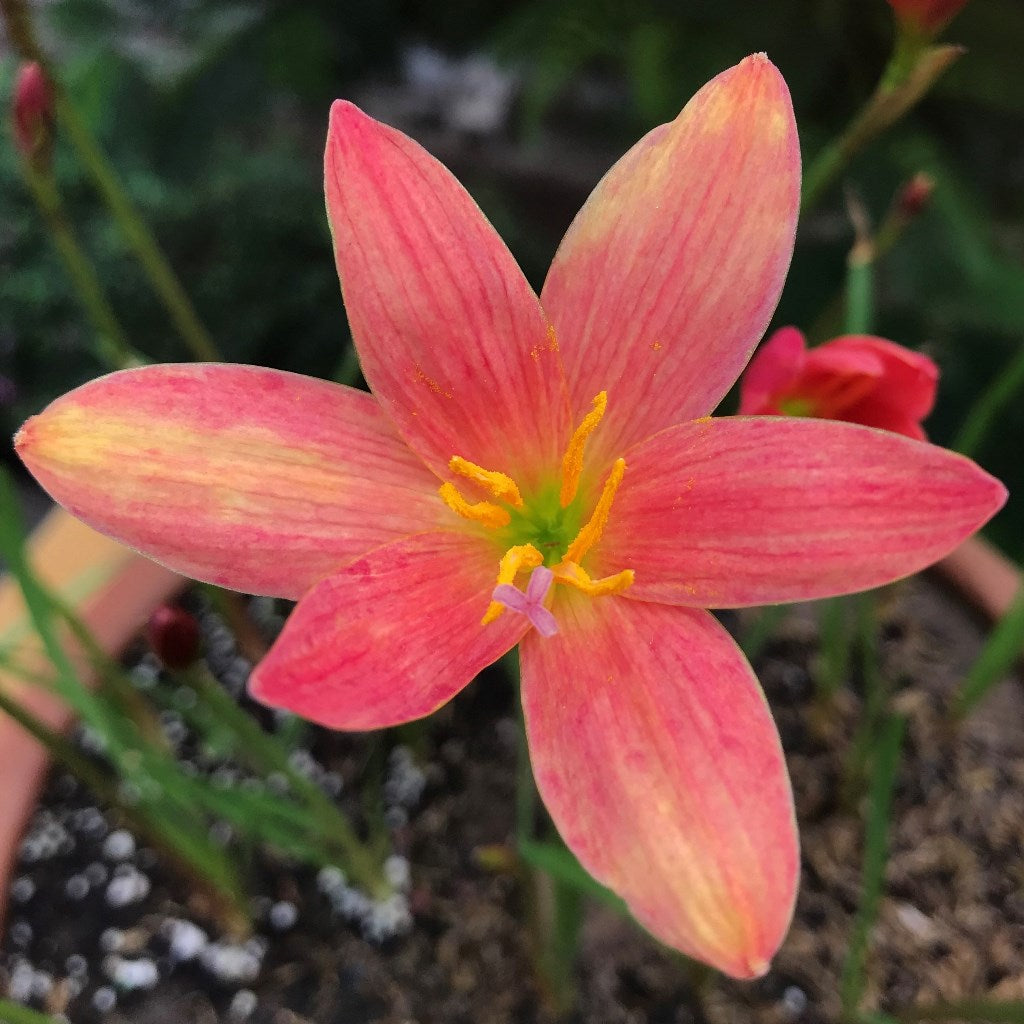 Rain Lily 'Lavalon' (Bulbs) - myBageecha