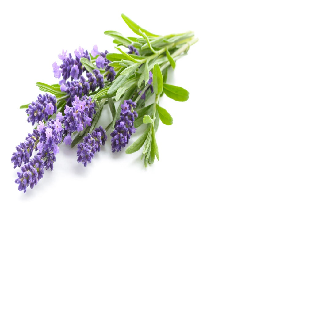 Lavender perennial herb crop – myBageecha