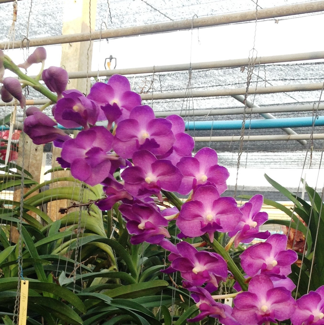 Lawrancea X Blue Sachsia - myBageecha