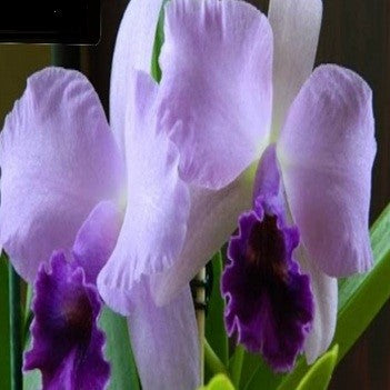 Cat. Siarra Skies Leone Blue - myBageecha