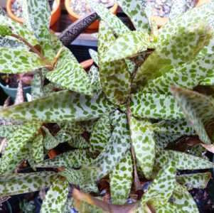 Ledebouria socialis-Silver Squill Plants myBageecha - myBageecha