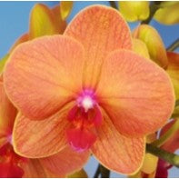 Phalaenopsis-Lee 1019 - myBageecha