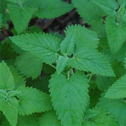 Lemon Balm_Melissa officinalis Plants myBageecha - myBageecha