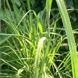 Lemon Grass_Cymbopogon citratus Plants myBageecha - myBageecha