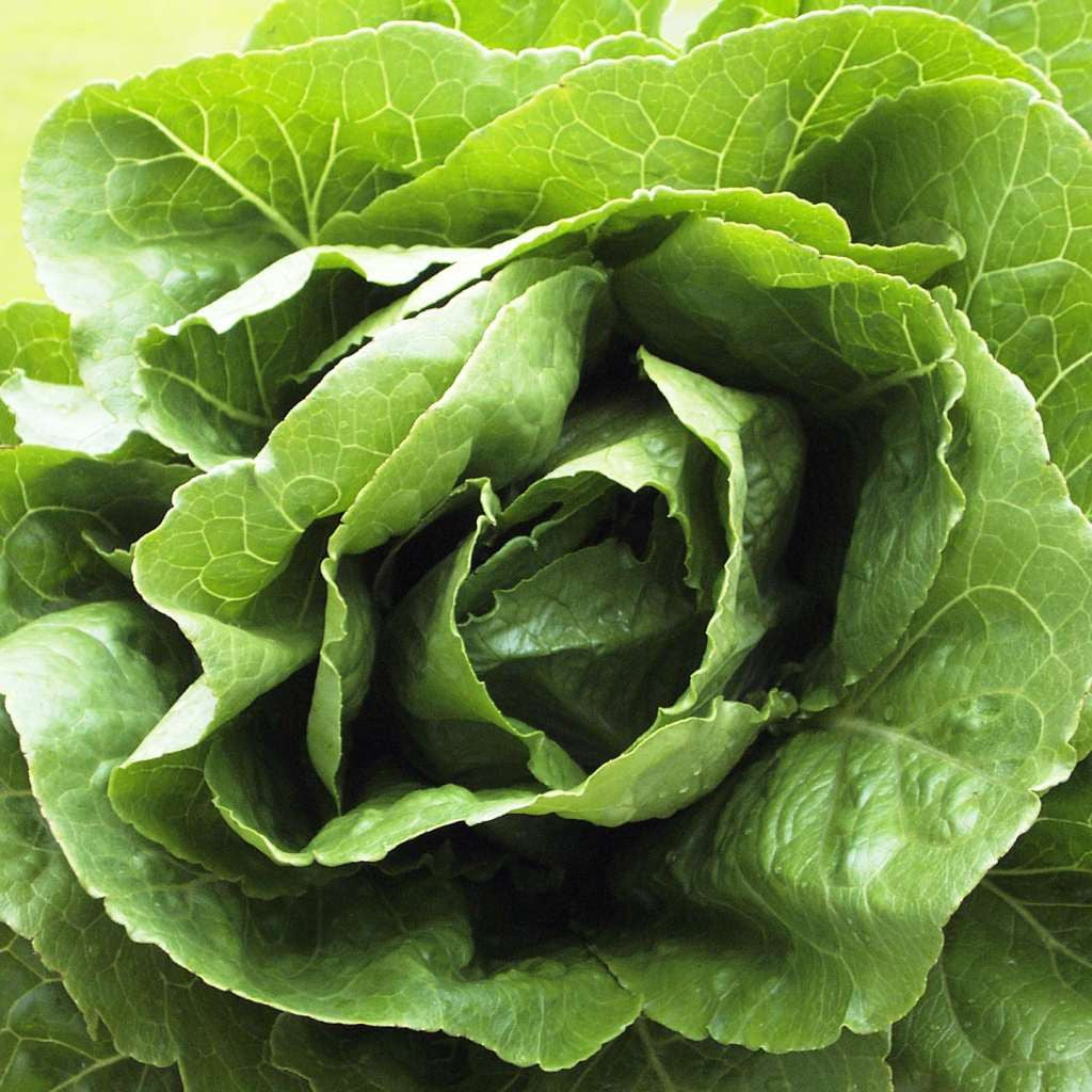 Organic Cos lettuce Seeds myBageecha - myBageecha
