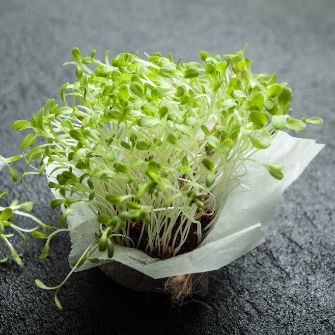 Lettuce microgreens foliage, All Season harvest - myBageecha