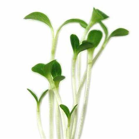 Lettuce Microgreens Seeds for indoor trays - myBageecha