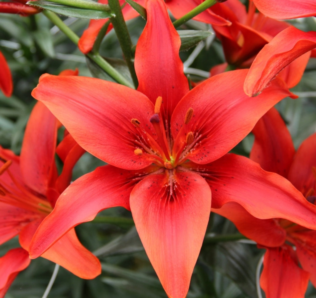 Lilium Asiatic 'Prunotto' (Bulbs) - myBageecha
