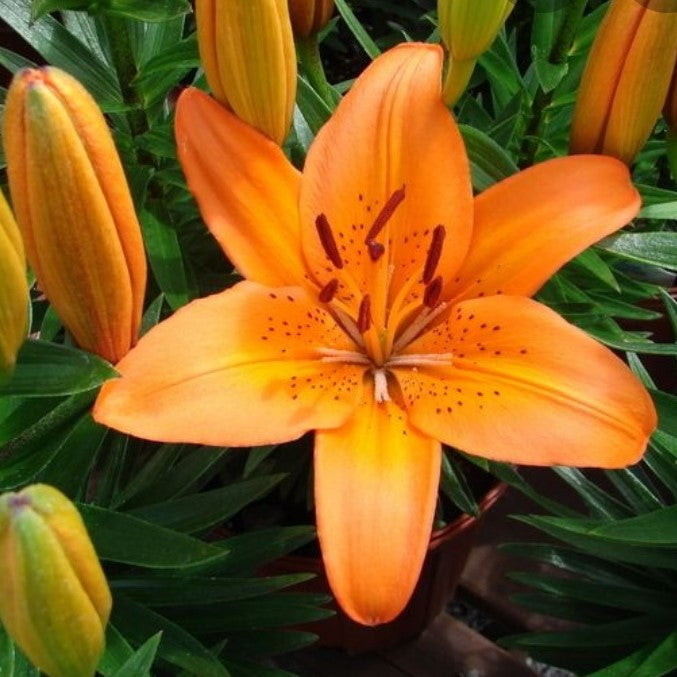 brunello asiatic lily Lilium Asiatic Brunello Bulbs – Orange Lily Flowers