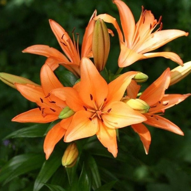 Lilium Asiatic 'Menton' (Bulbs) - myBageecha