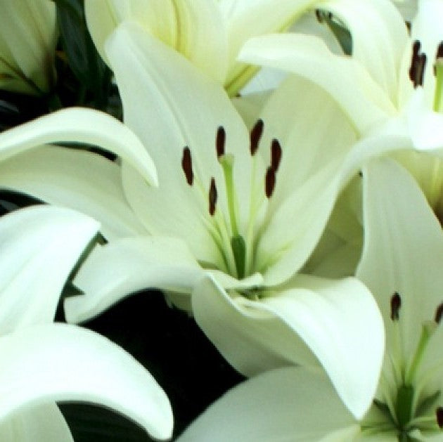 Lilium Asiatic 'Sotara' (Bulbs) - myBageecha