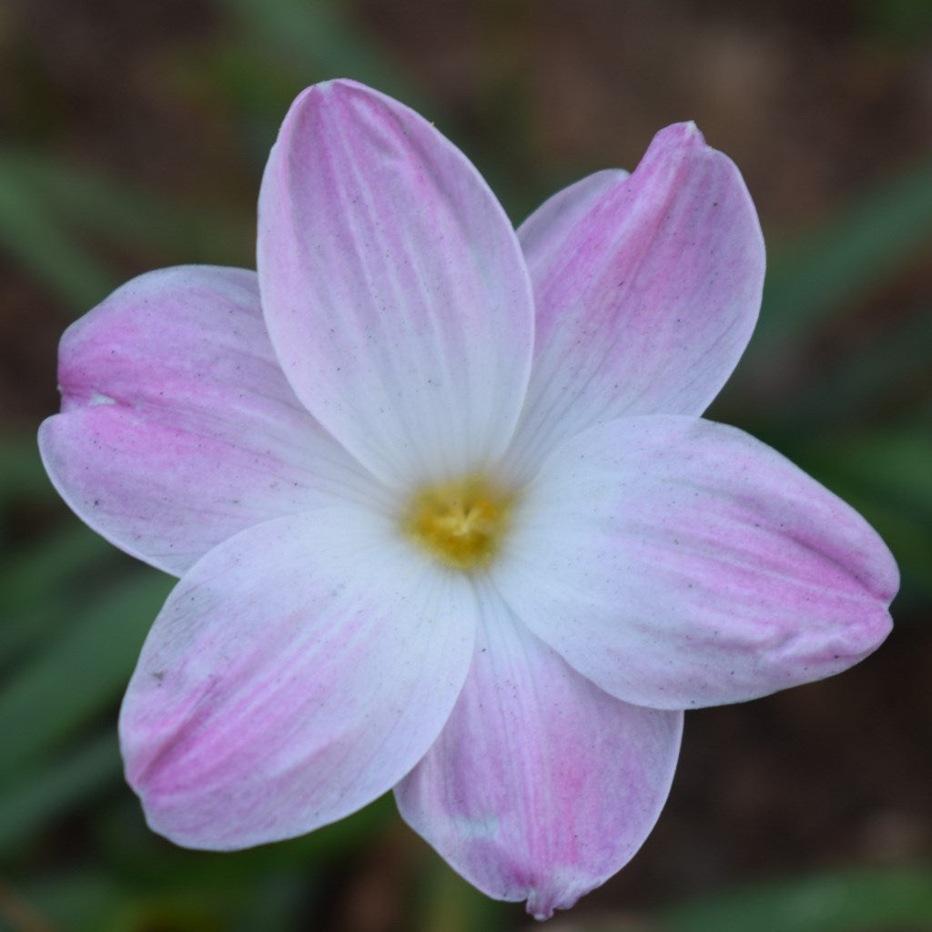 Rain Lily 'Lily Pine' (Bulbs) - myBageecha