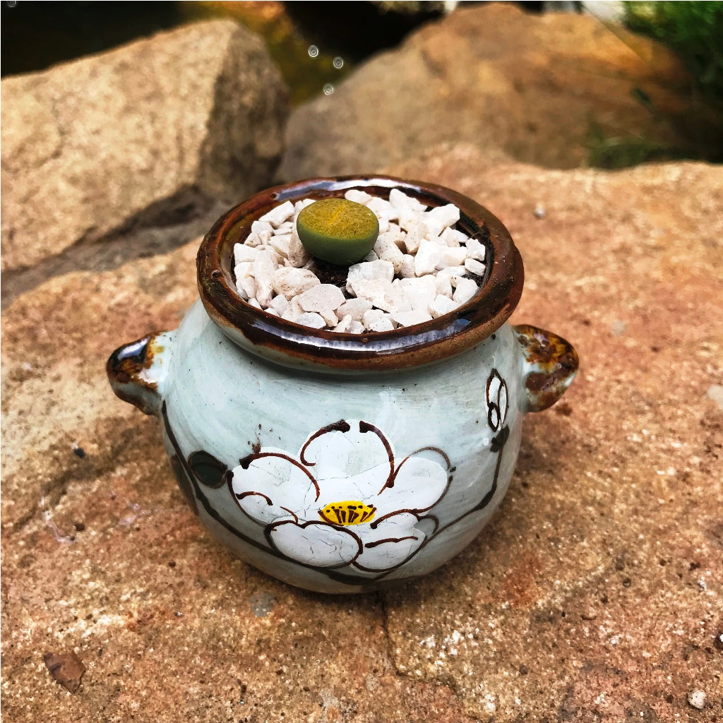 Lithop Fulviceps Aurea Living Stone Succulent Plant - myBageecha