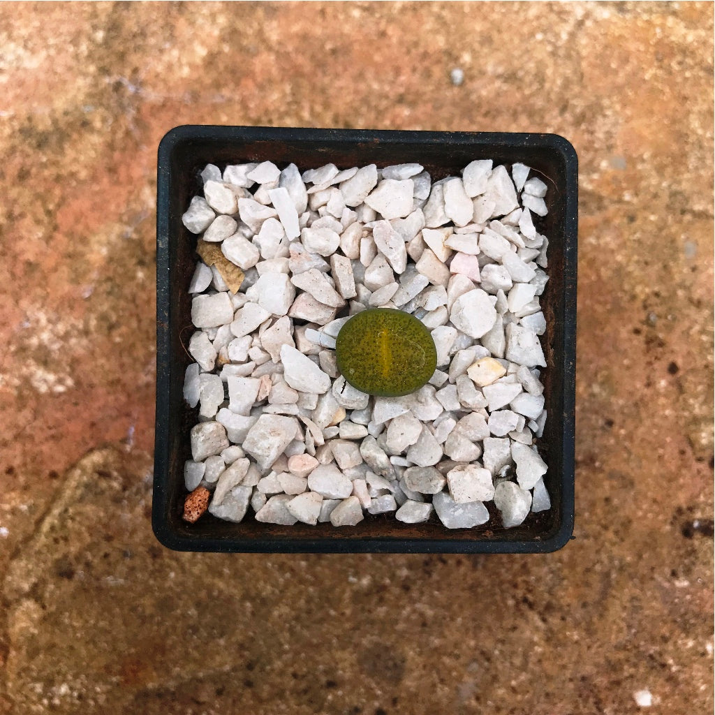 Lithop Fulviceps Aurea Living Stone Succulent Plant - myBageecha