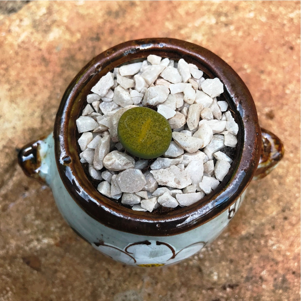 Lithop Fulviceps Aurea Living Stone Succulent Plant - myBageecha