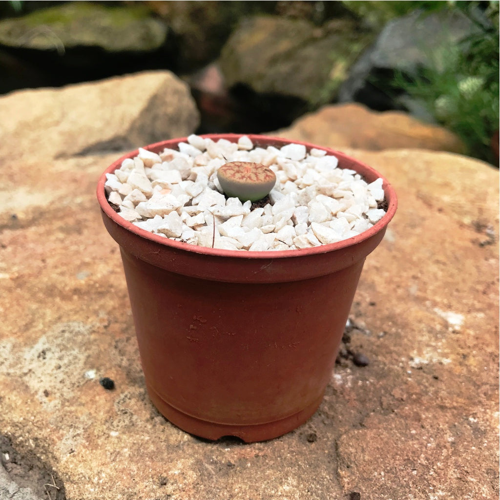 Lithop Pseudotruncatella ssp. Pseudotruncatella Living Stone Succulent Plant - myBageecha