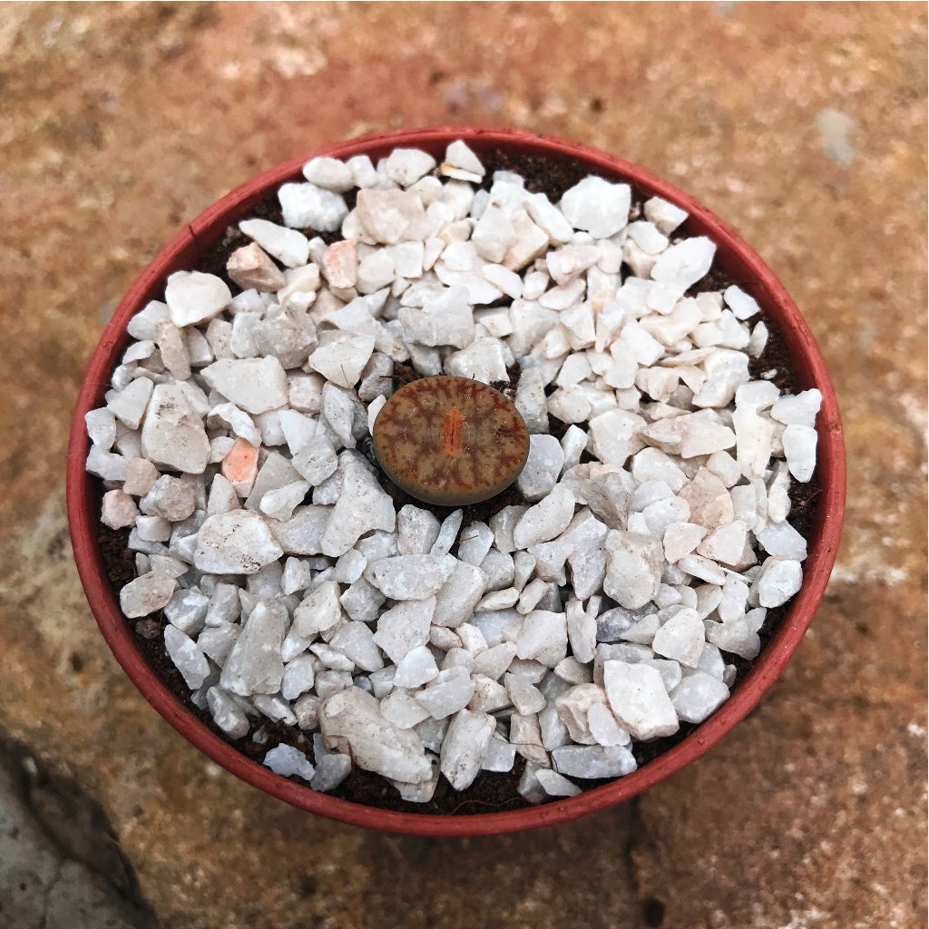Lithop  Pseudotruncatella ssp. Pseudotruncatella Living Stone Succulent Plant - myBageecha