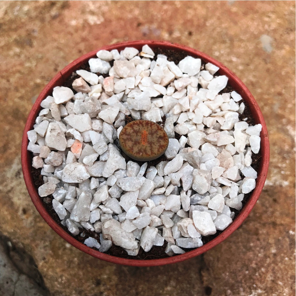 Lithop Pseudotruncatella ssp. Pseudotruncatella Living Stone Succulent Plant - myBageecha
