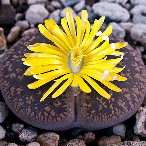 succulent stone Lithops Aucampiaes – Living Stone Succulent Plant