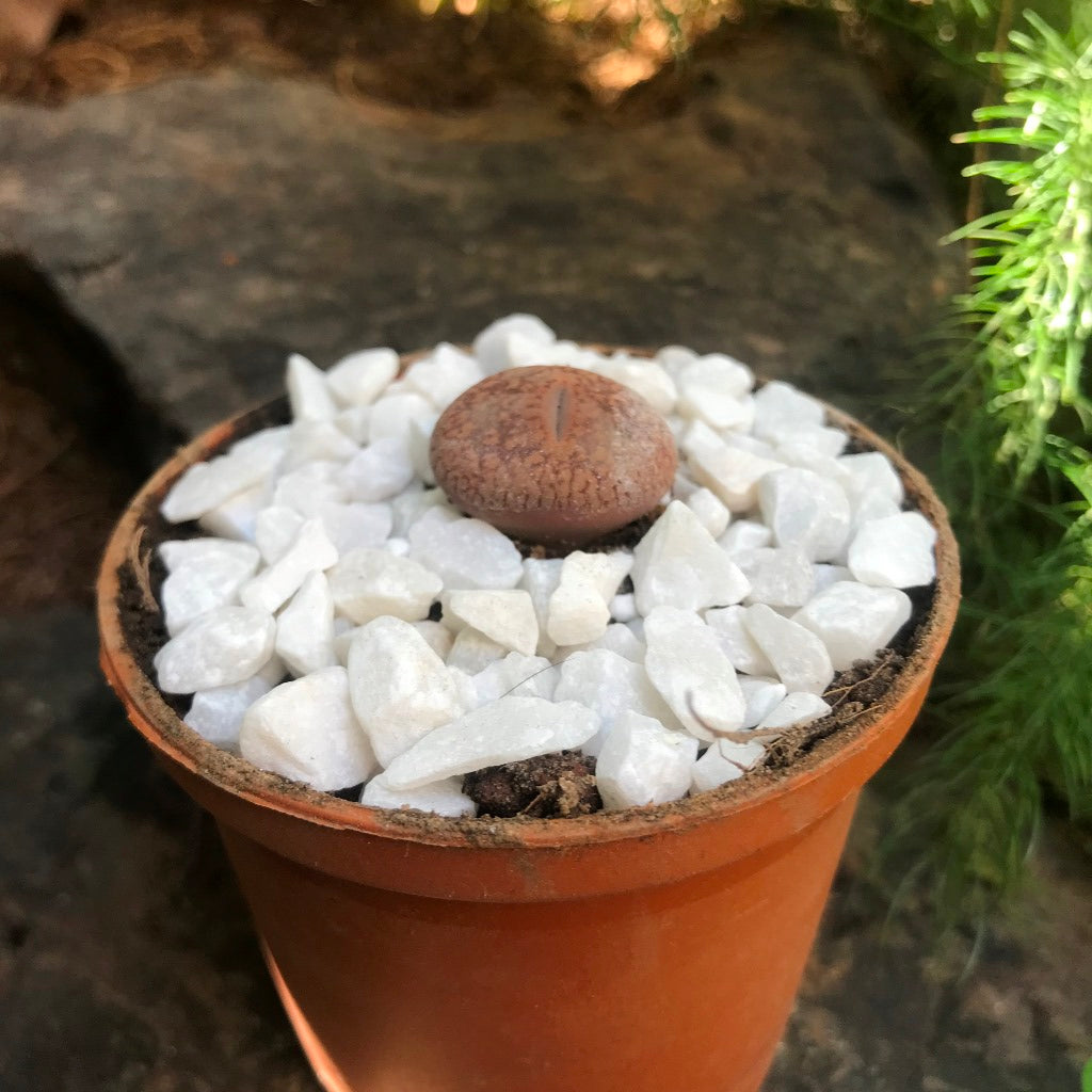 Lithops Aucampiae 'Firebrand' - Living Stone - myBageecha