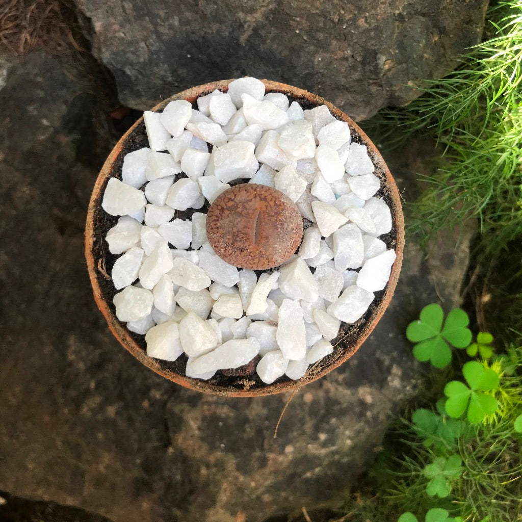 Lithops Aucampiae 'Firebrand' - Living Stone - myBageecha