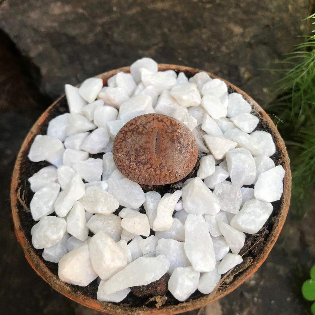 Lithops Aucampiae 'Firebrand' - Living Stone - myBageecha