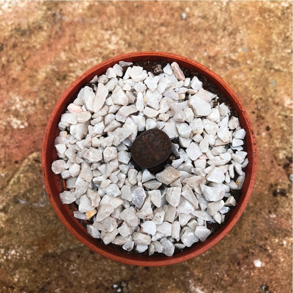 Lithops Aucampiaes Living Stone Succulent Plant - myBageecha
