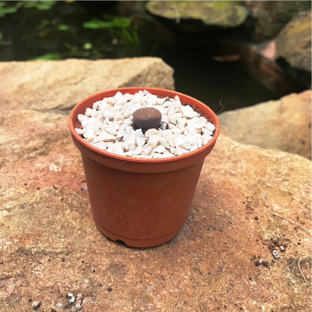 Lithops Aucampiaes Living Stone Succulent Plant - myBageecha