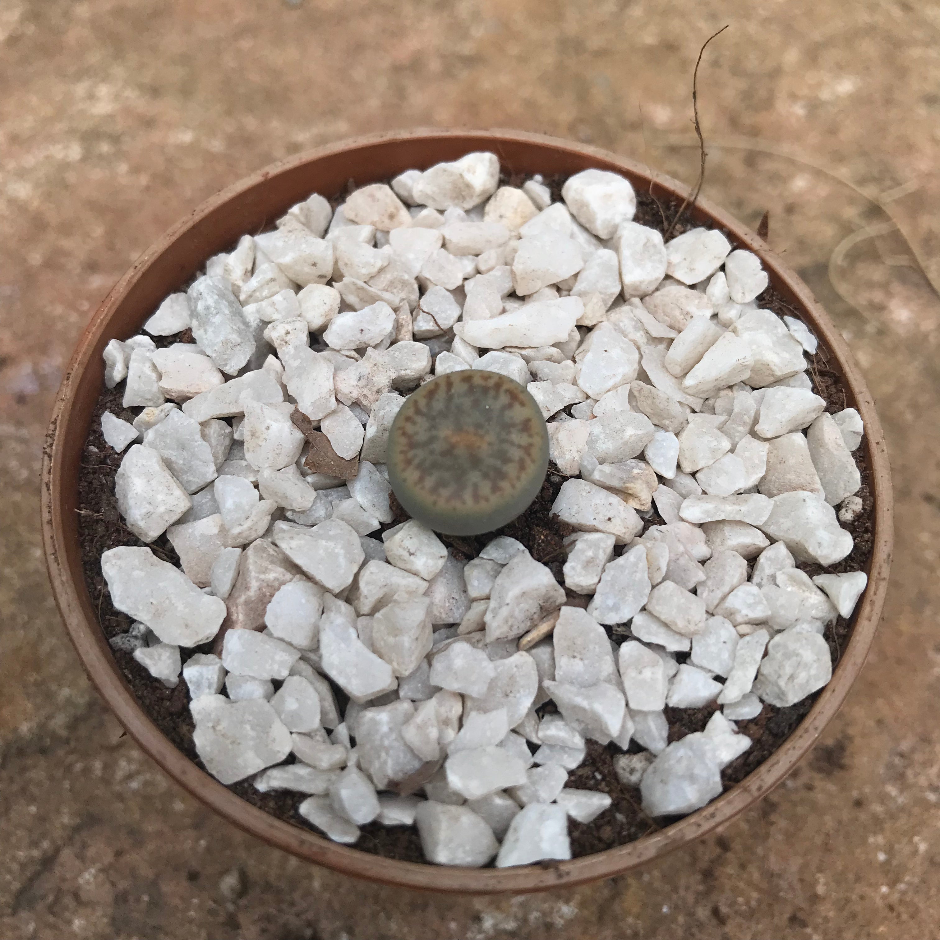 Lithops Pseudotruncatella ssp. Dentritica Farinosa Living Stone Succulent Plant - myBageecha