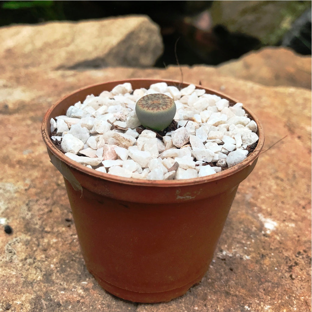 Lithops Pseudotruncatella ssp. Dentritica Farinosa Living Stone Succulent Plant - myBageecha