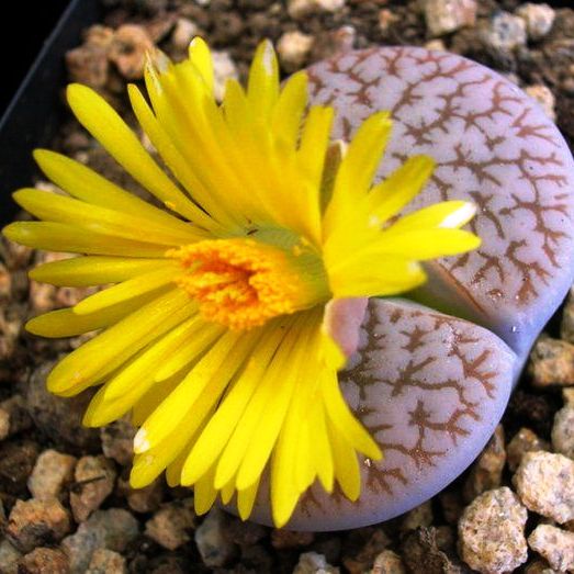 Lithops Pseudotruncatella ssp. Dentritica Farinosa Living Stone Succulent Plant - myBageecha