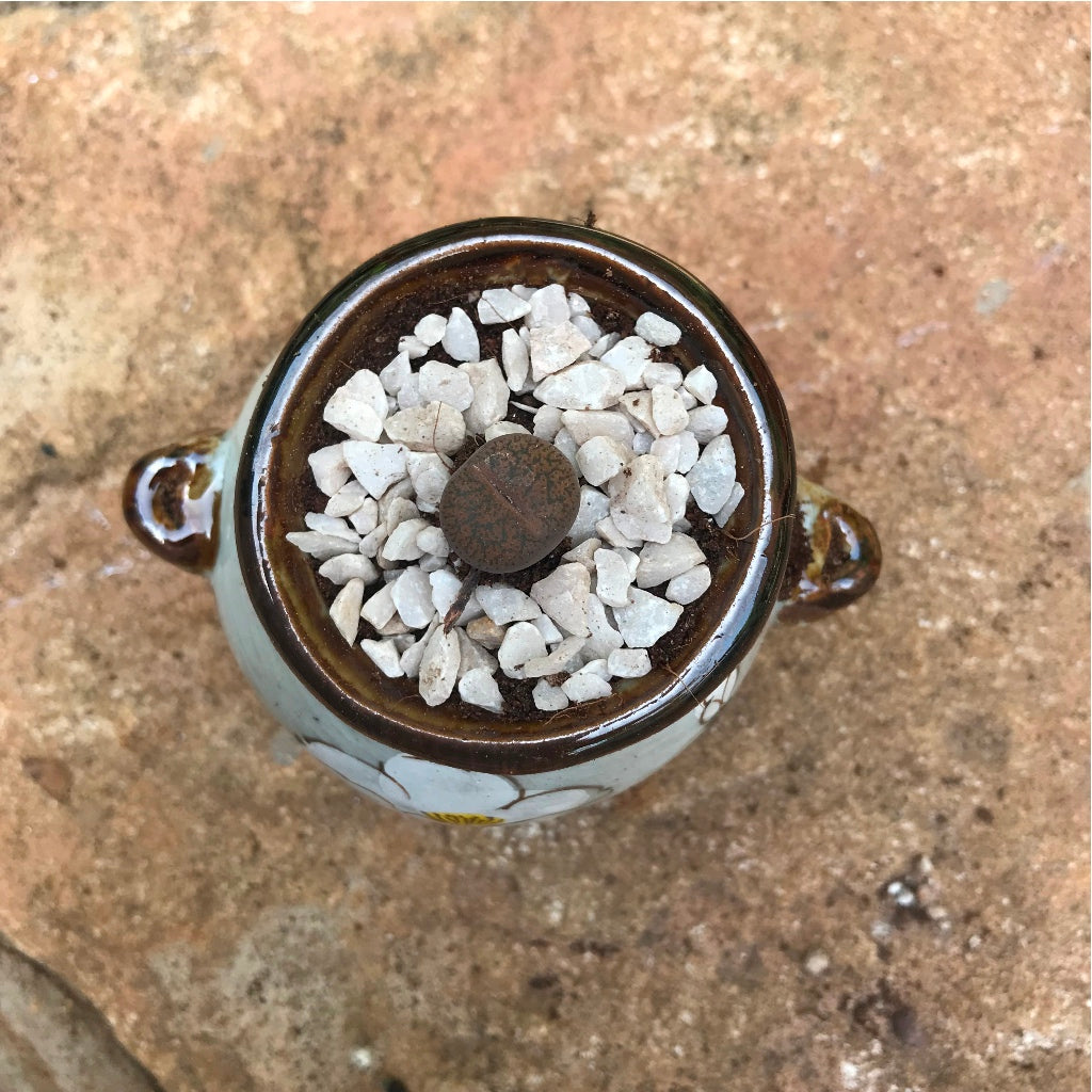 Lithops Aucampiaes Living Stone Succulent Plant - myBageecha