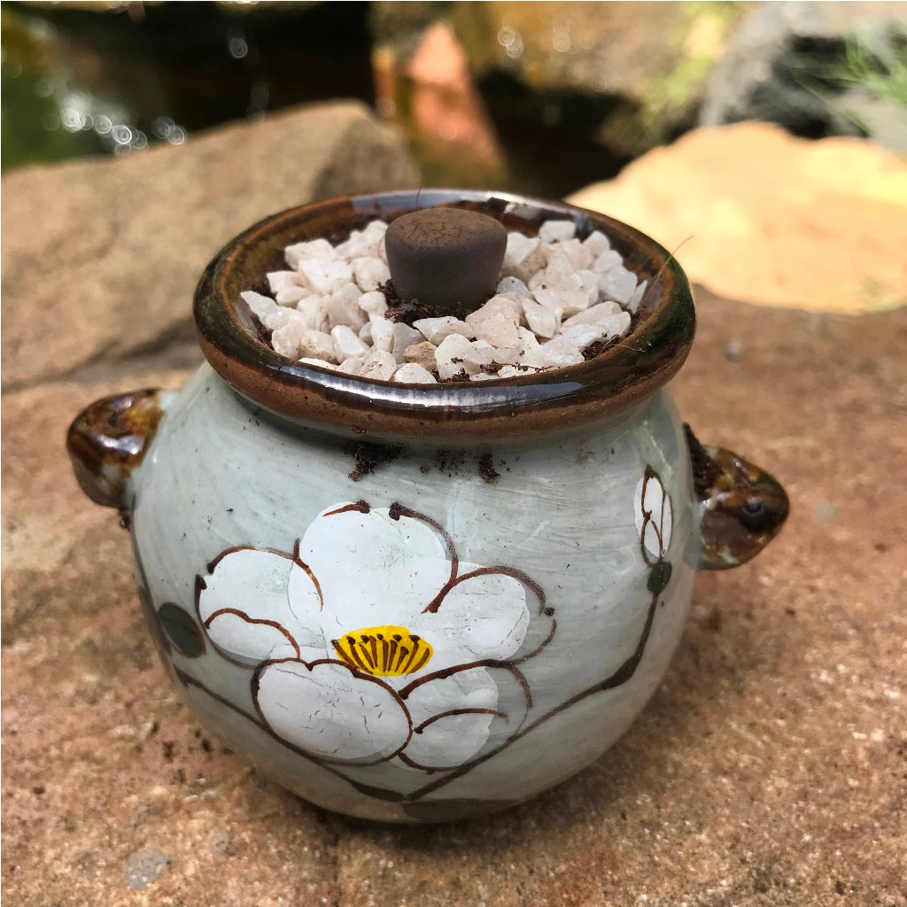 Lithops Aucampiaes Living Stone Succulent Plant - myBageecha