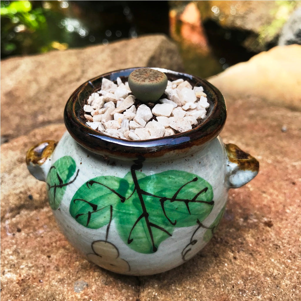 Lithops Pseudotruncatella ssp. Dentritica Farinosa Living Stone Succulent Plant - myBageecha