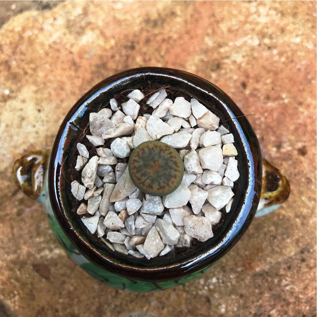 Lithops Pseudotruncatella ssp. Dentritica Farinosa Living Stone Succulent Plant - myBageecha