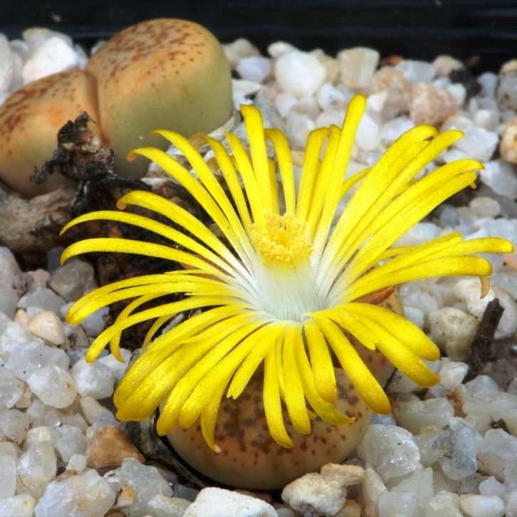 stone flower succulent Lithops Pseudotruncatella – Living Stone Succulent Plant